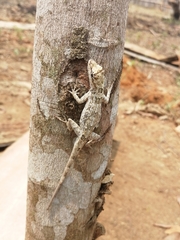 Anolis ortonii