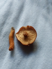 Tricholomopsis formosa