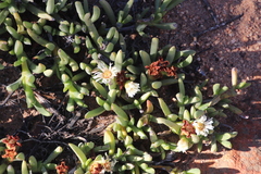 Ruschia albida