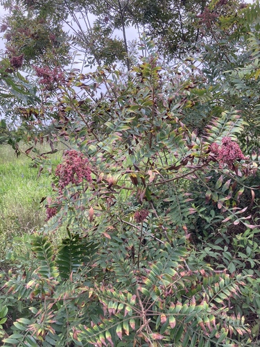 Rhus copallina image