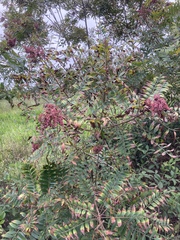 Rhus copallina image