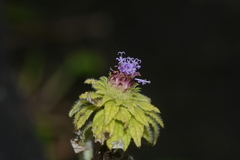 Phyllocephalum scabridum