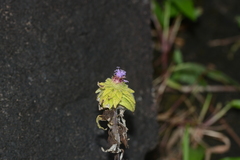 Phyllocephalum scabridum