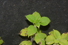 Phyllocephalum scabridum