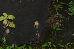 Phyllocephalum scabridum