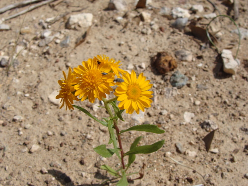 Image of Xanthocephalum gymnospermoides by (c) Alexis López Hernández, some rights reserved (CC BY)
