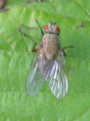 Helina impuncta