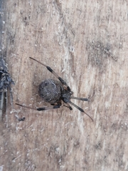 Latrodectus geometricus