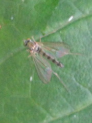 Sciapus platypterus