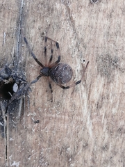 Latrodectus geometricus