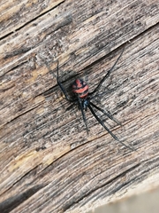 Latrodectus corallinus