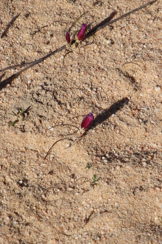 Romulea vinacea