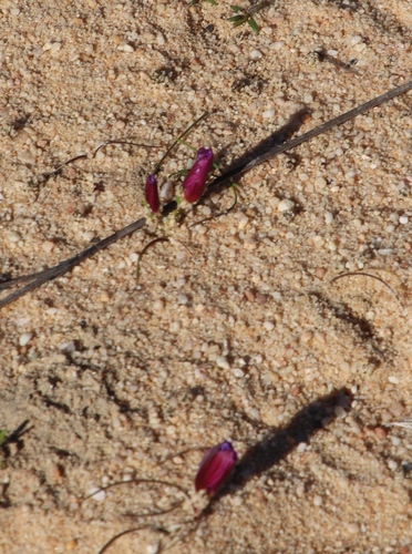 Romulea vinacea