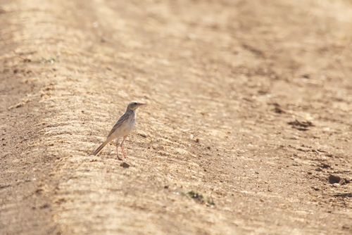 Tawny Pipit (Anthus campestris), photo 10
