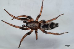 Sergiolus