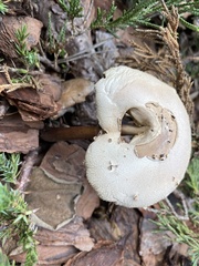 Chlorophyllum molybdites image