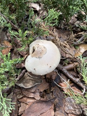 Chlorophyllum molybdites image