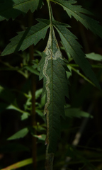 Liriomyza carphephori