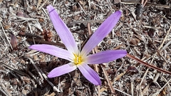 Colchicum montanum