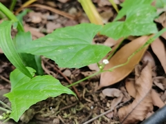 Zehneria maysorensis