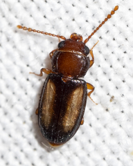 Laemophloeus terminalis
