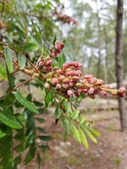 Rhus copallina image