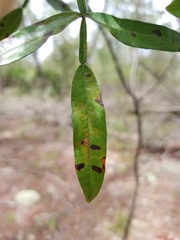 Rhus copallina image
