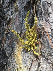 Arceuthobium littorum