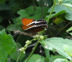 Siproeta epaphus epaphus