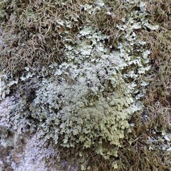 Lepraria membranacea