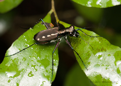 Cicindela discrepans