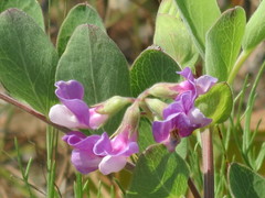 Lathyrus japonicus