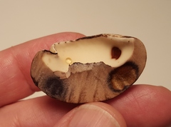 Tylopilus atronicotianus