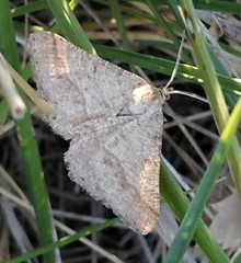 Isturgia murinaria