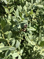Baptisia nuttalliana