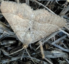 Isturgia murinaria