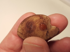 Tylopilus atronicotianus