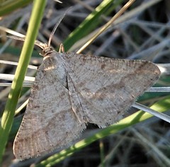 Isturgia murinaria