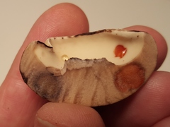 Tylopilus atronicotianus