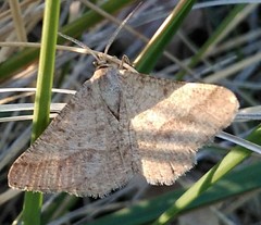 Isturgia murinaria