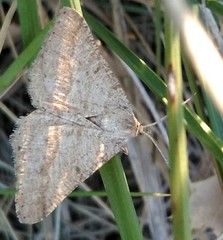 Isturgia murinaria