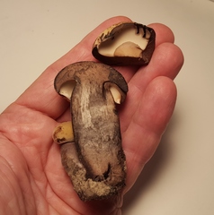 Tylopilus atronicotianus