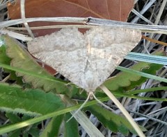 Isturgia murinaria