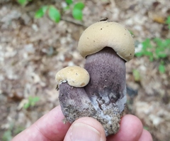Tylopilus atronicotianus