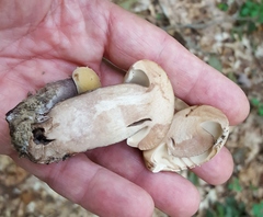 Tylopilus atronicotianus