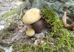 Tylopilus atronicotianus