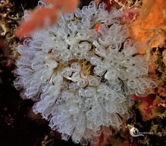 Pycnoclavella communis