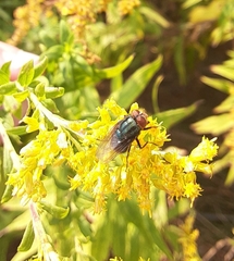 Cochliomyia