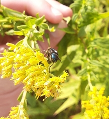 Cochliomyia