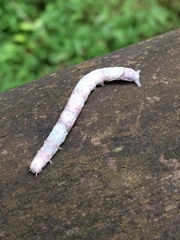 Ectropis crepuscularia